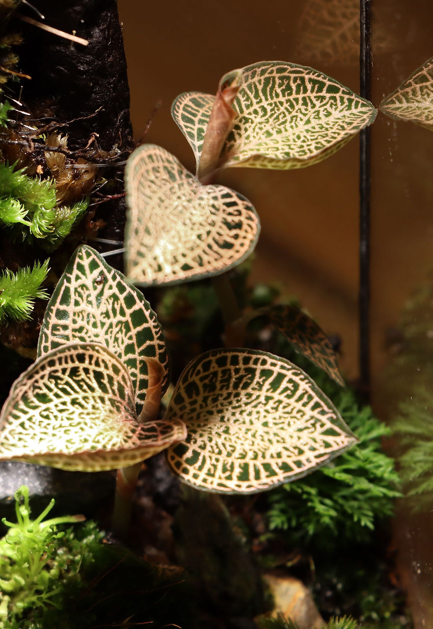 Jewel orchid