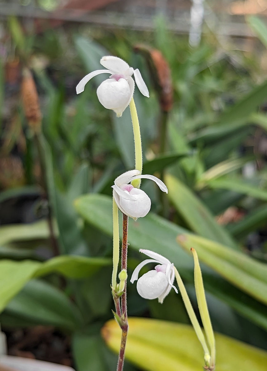 Orchid