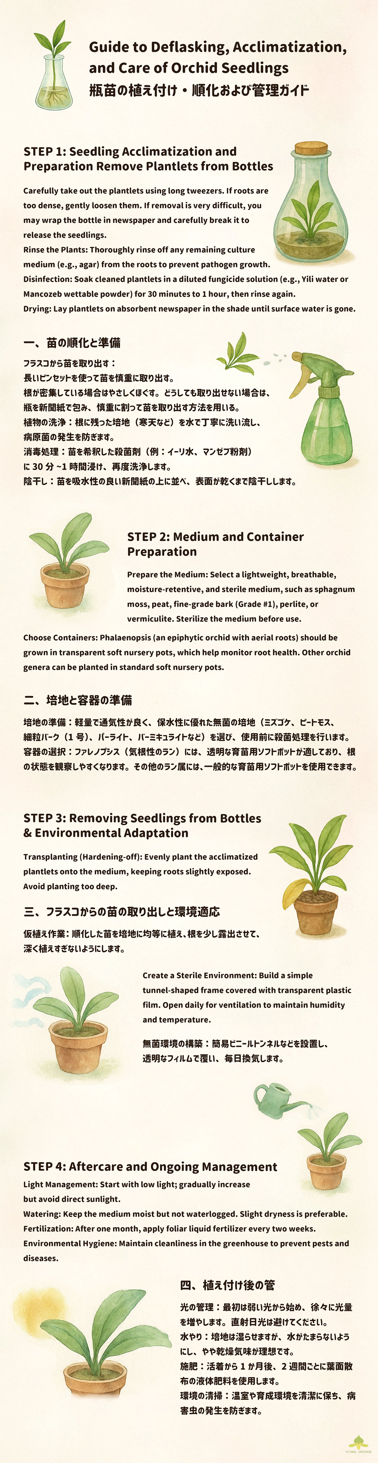 Guide to Deflasking, Acclimation, and Care of Orchid Seedlings from Bottles
